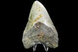 Fossil Megalodon Tooth - North Carolina #99333-2